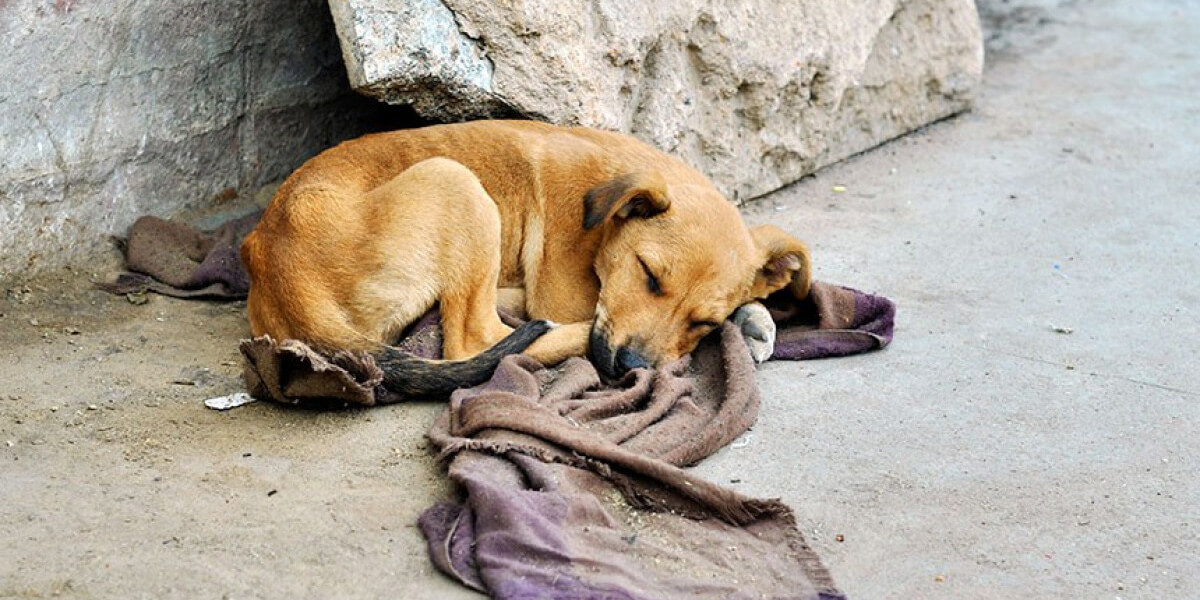 vira latas dormindo na rua