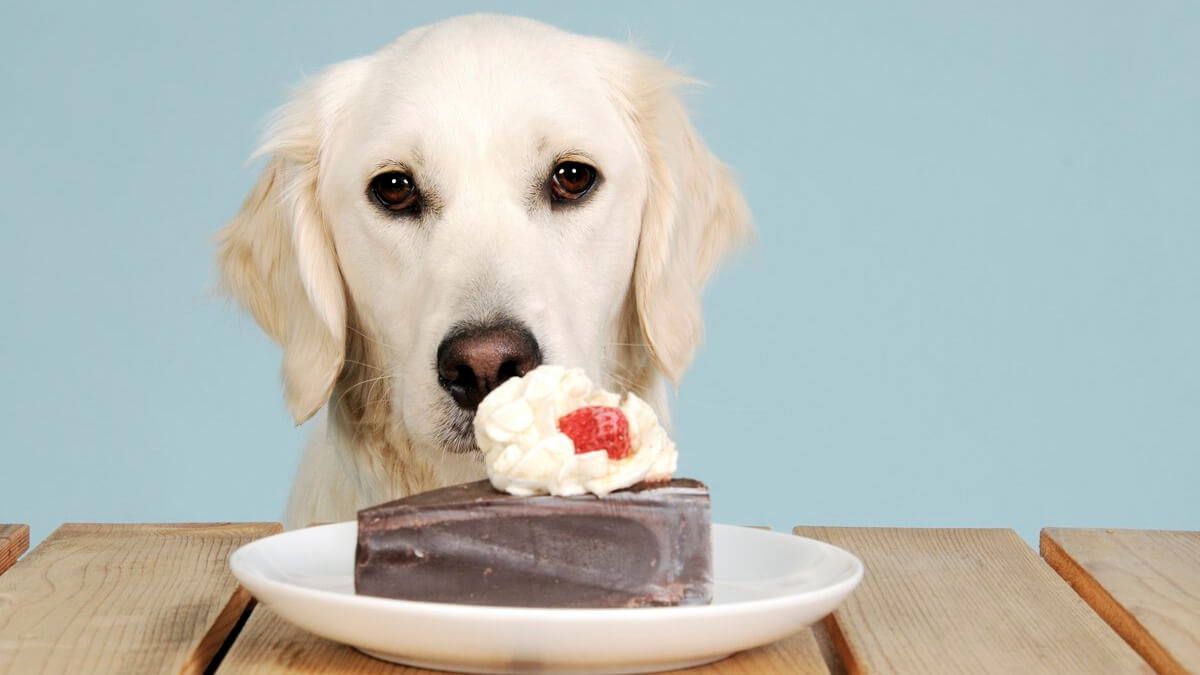 cachorro olhando para um prato com um pedaço de torta em cima da mesa