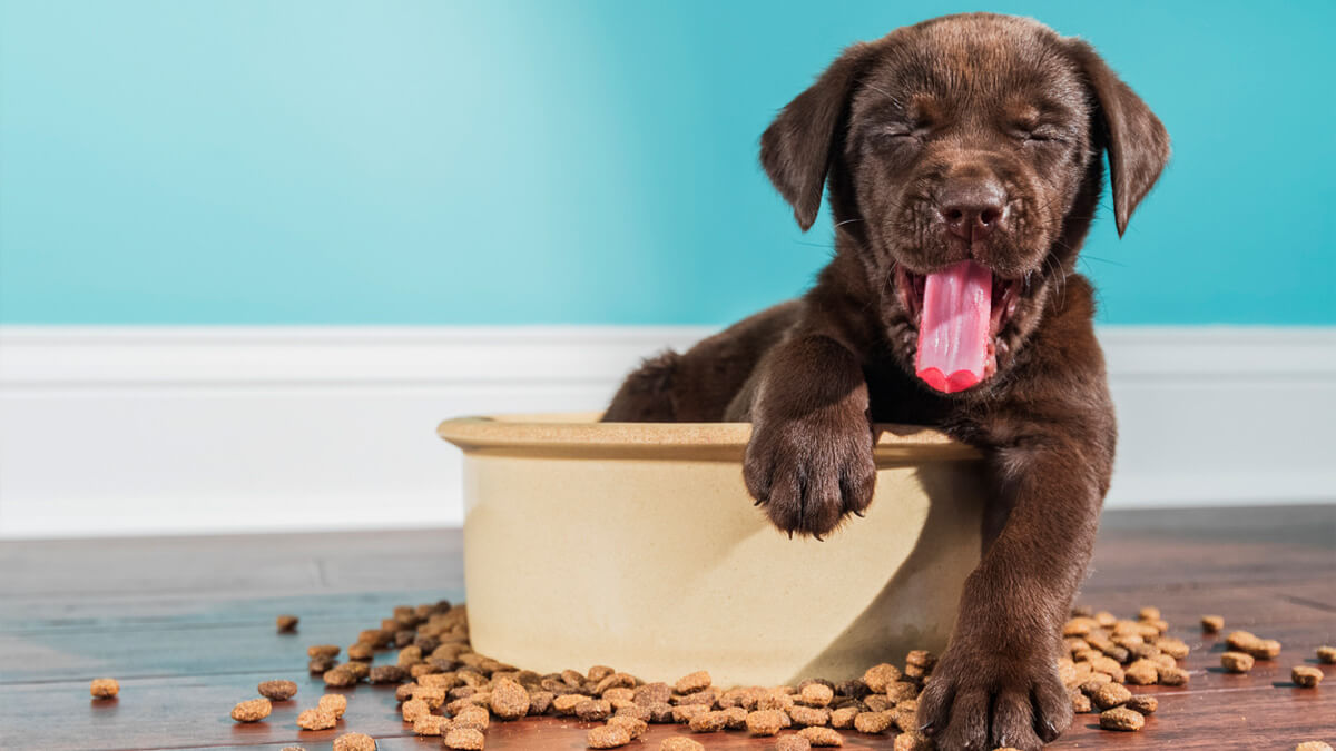 filhote de cachorro dentro do pote de ração, fazendo careta