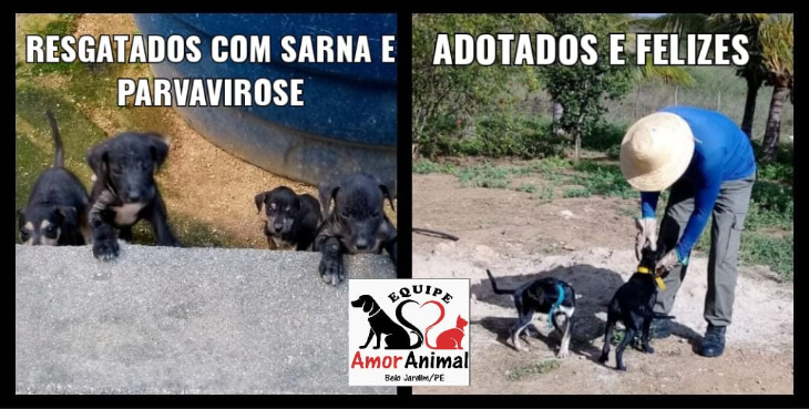 cachorrinhos resgatados e adotados