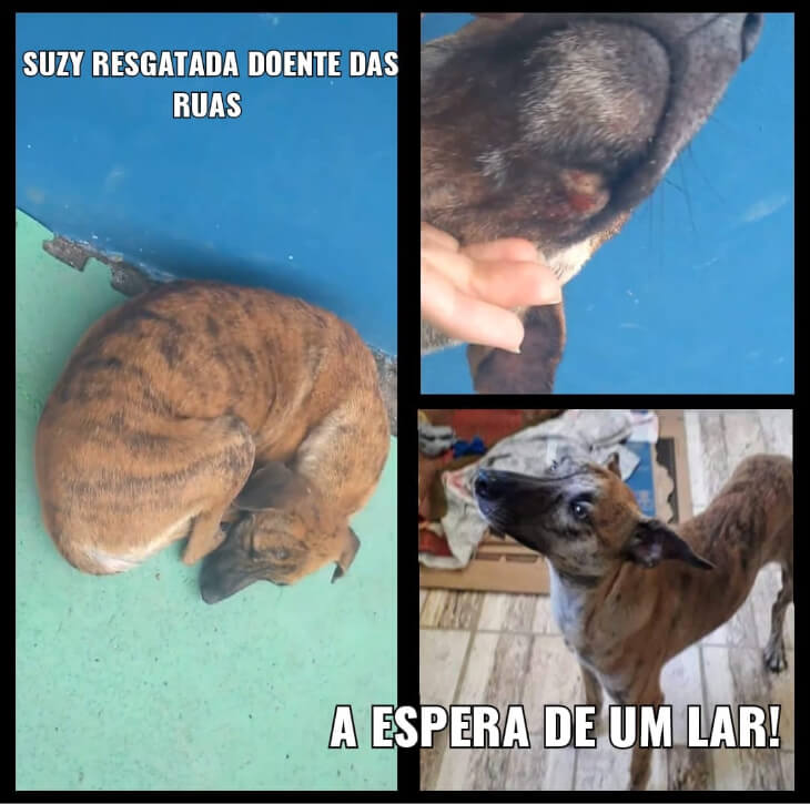 suzy resgatada e para adoção