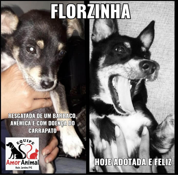 florzinha resgatada e adotada