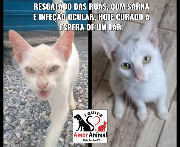 gato resgatado e para adoção