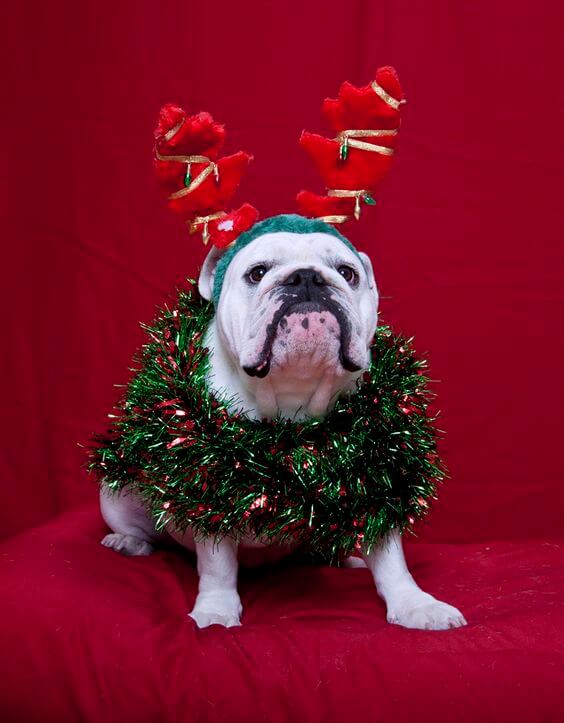 cachorro fantasiado de enfeite de natal