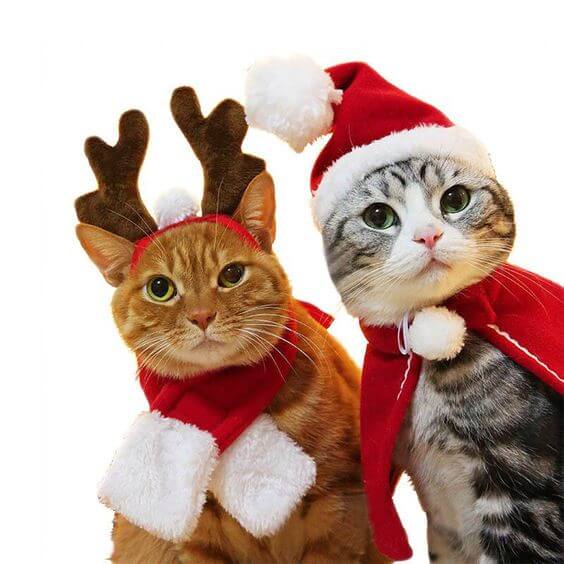 gatos fantasiados de rena e papai noel