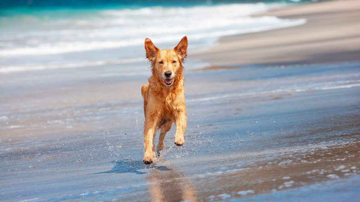 cachorro caramelo correndo na praia