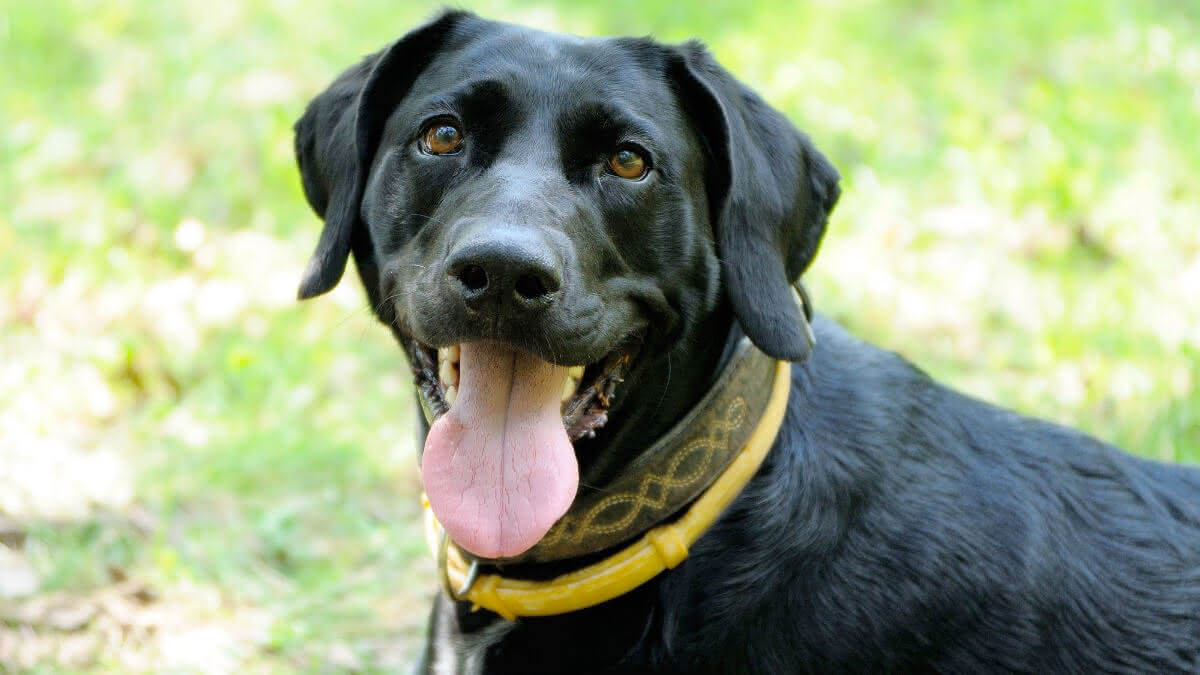 cachorro com coleira anti-pulga