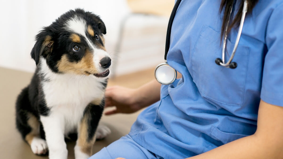 filhote de cachorro olhando para a veterinária