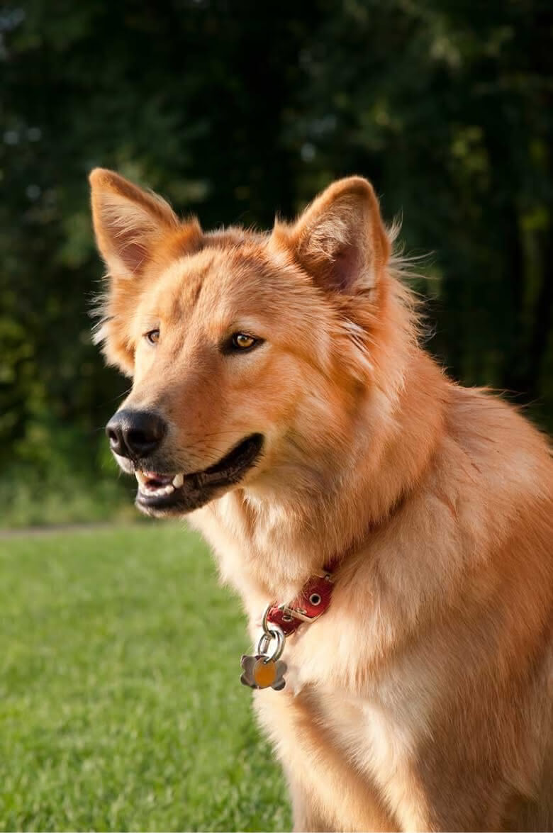 cão goberiano de perfil