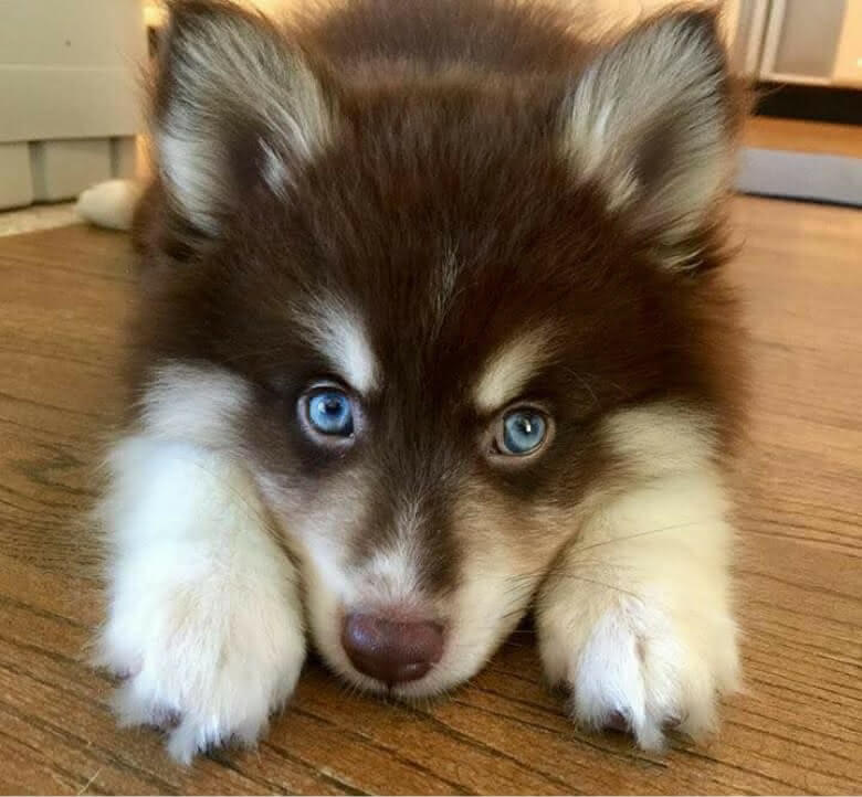 Pomsky (mix de Husky Siberiano com Lulu da Pomerânia) - Amo Vira Lata ...