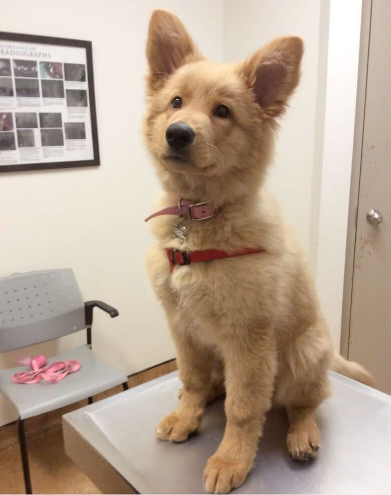 Golden Alemão filhote no veterinário