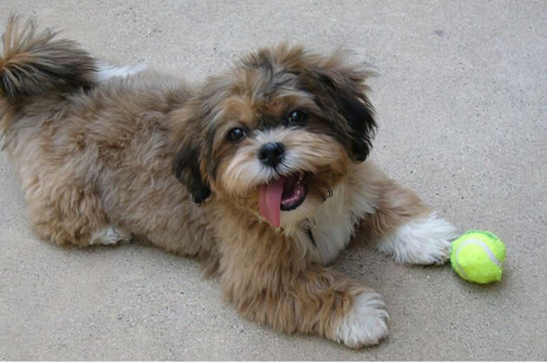 shih-poo brincando com uma bola de tênis