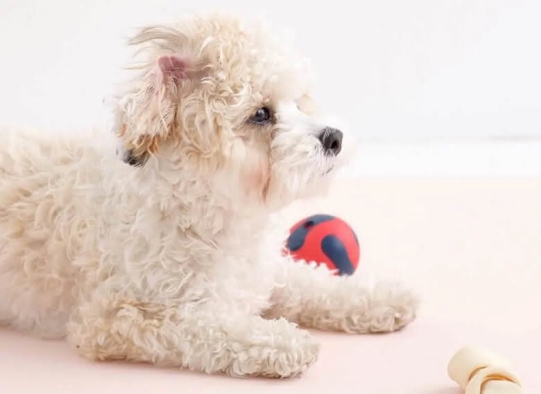 shih poo deitado no chão ao lado de brinquedos