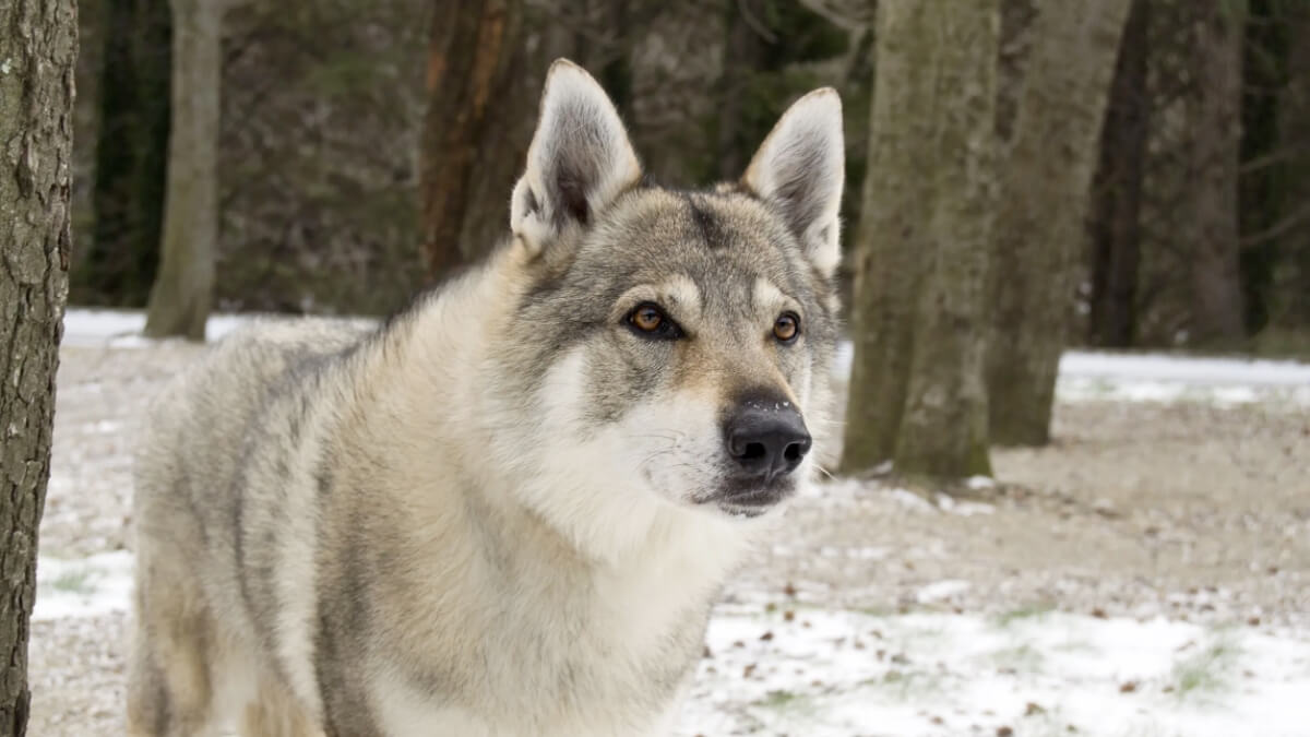 Cão Lobo Checoslovaco na neve