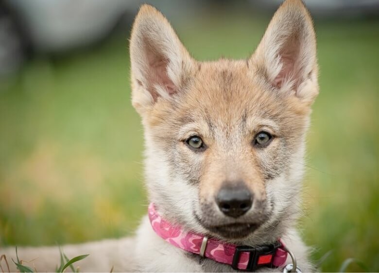 cão lobo filhote com uma coleira rosa